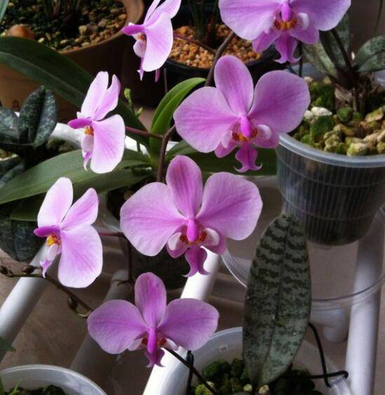 Phal.schilleriana_