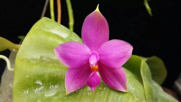 ӫPhal. violacea_ӫPhal. viola